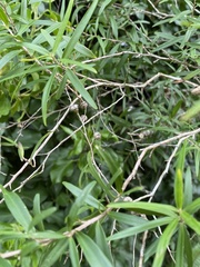 Leptospermum petersonii