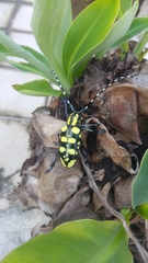 Anoplophora horsfieldii