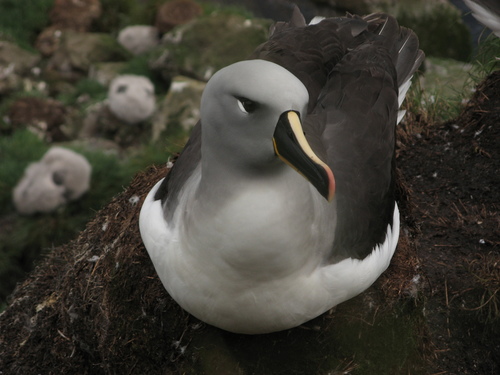 Albatros à tête grise (Thalassarche chrysostoma)