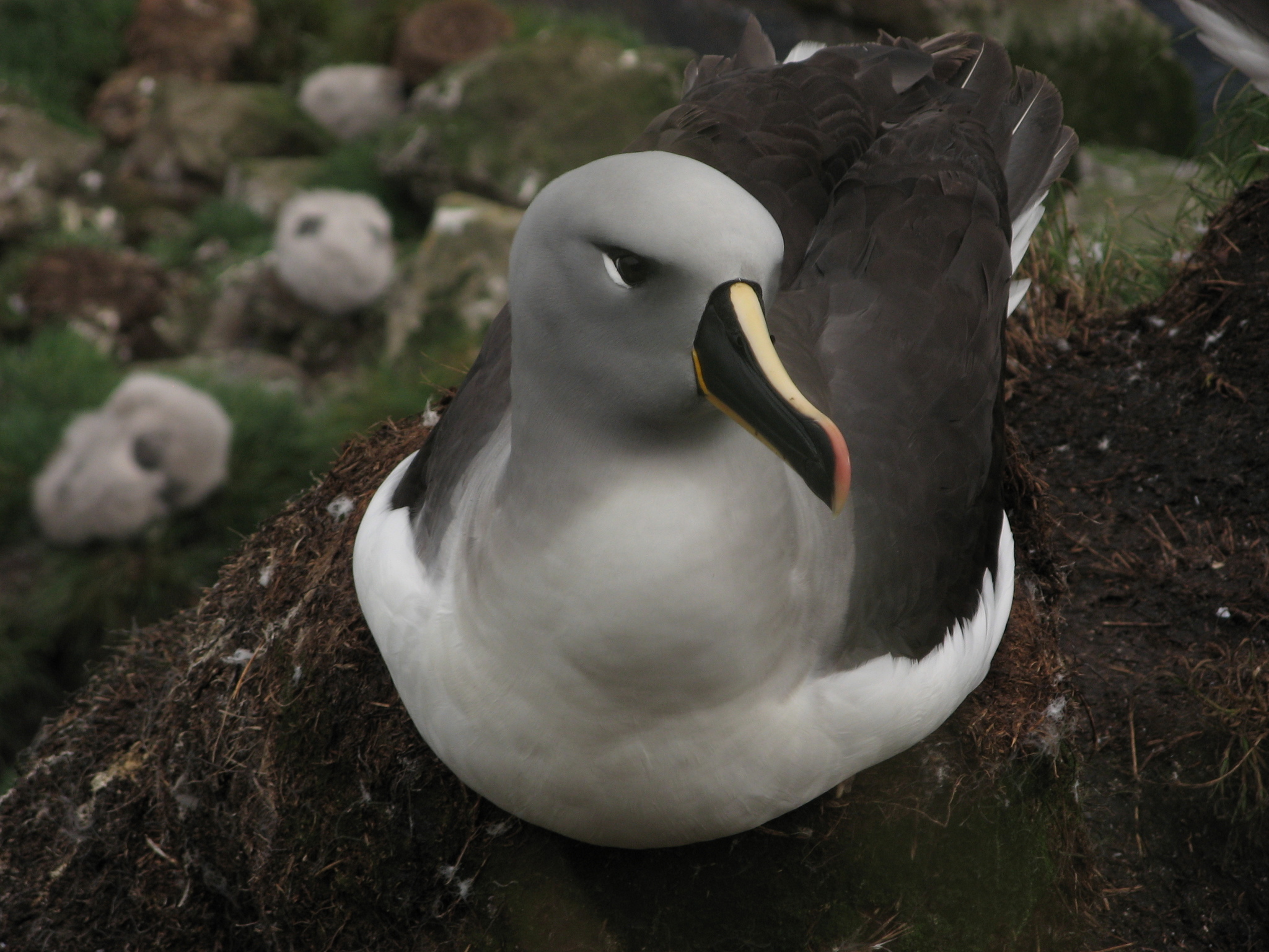 Grey-headed Albatross illustration
