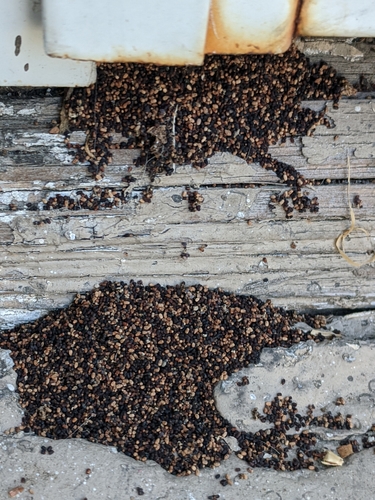 photo of Western Drywood Termite (Incisitermes minor)