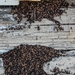 photo of Western Drywood Termite (Incisitermes minor)