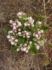 Gentianella antarctica