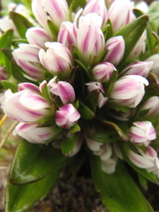 Gentianella antarctica
