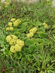 Azorella (Azorella polaris)