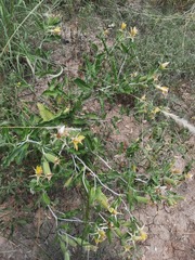 Mentzelia reverchonii