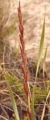 Watsonia gladioloides