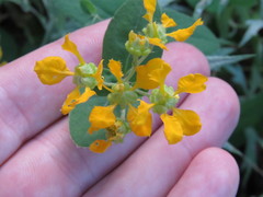 Aspicarpa hirtella