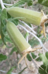 Mentzelia reverchonii