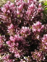 Gentianella antarctica