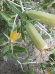 Mentzelia reverchonii