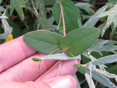 Aspicarpa hirtella