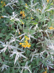 Aspicarpa hirtella
