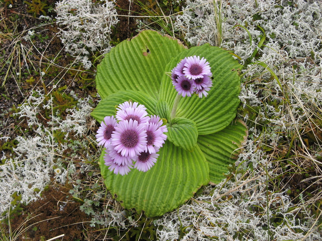 Celmisiinae