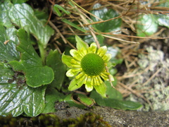 Ranunculus pinguis