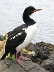 Leucocarbo campbelli