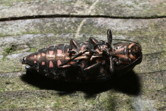 Buprestis consularis