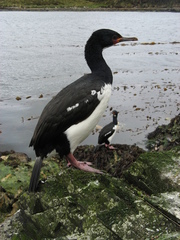 Leucocarbo campbelli