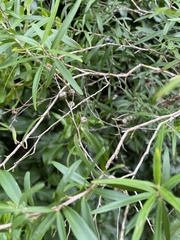 Leptospermum petersonii