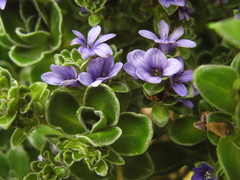 Veronica benthamii