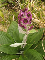 Pleurophyllum