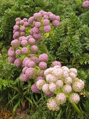 Anisotome latifolia