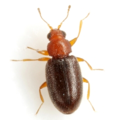 Melanophthalma simplex