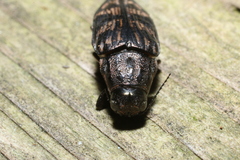 Buprestis consularis