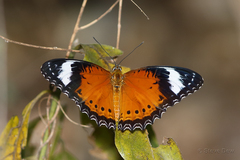 Cethosia penthesilea