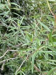 Leptospermum petersonii
