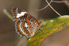 Cethosia penthesilea