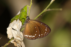 Euploea darchia