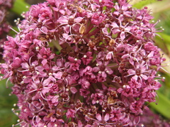 Anisotome latifolia