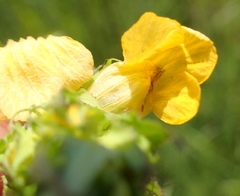 Alectra sessiliflora