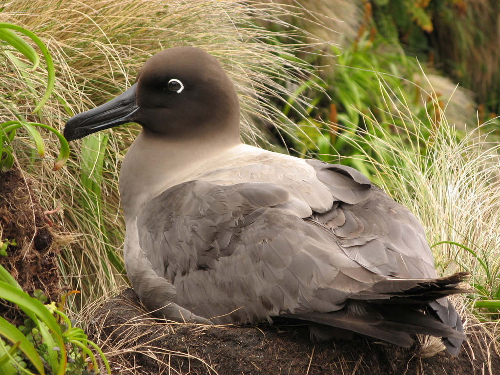 Light-mantled Albatross photo