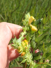 Alectra sessiliflora