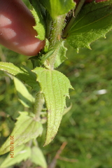 Alectra sessiliflora