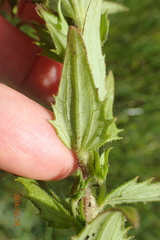 Alectra sessiliflora