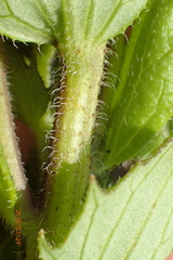 Alectra sessiliflora