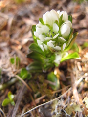 Gentianella antarctica