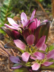 Gentianella antarctica