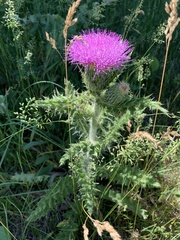 Cirsium pumilum