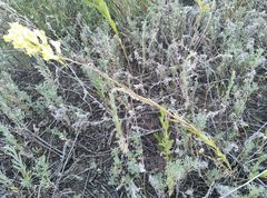 Linaria biebersteinii ruthenica