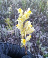 Linaria biebersteinii ruthenica
