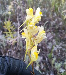 Linaria biebersteinii ruthenica