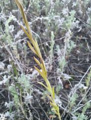 Linaria biebersteinii ruthenica