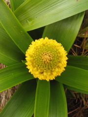 Bulbinella rossii