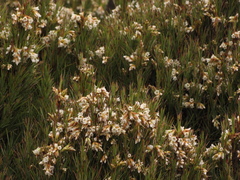 Dracophyllum longifolium