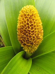 Bulbinella rossii