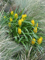 Bulbinella rossii